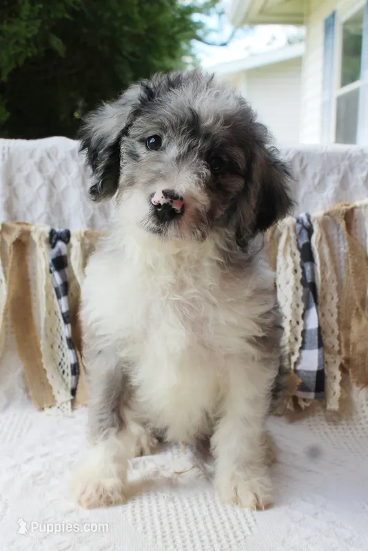 King "Boo" – Aussiedoodle, Poodle - Standard  puppy for sale in Columbia City, IN