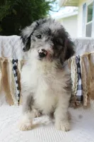 King "Boo", a male Aussiedoodle and Poodle - Standard  for sale in Columbia City, IN – 5 of 10