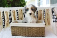 Koopa Troopa, a male Aussiedoodle and Poodle - Standard  for sale in Columbia City, IN – 3 of 8