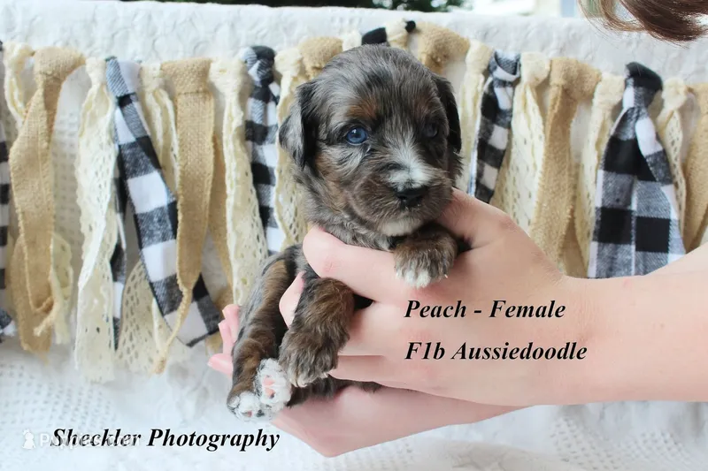 Peach – Aussiedoodle puppy for sale in Columbia City, IN