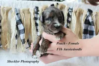 Peach, a female Aussiedoodle for sale in Columbia City, IN – 1 of 5