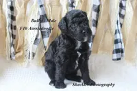 Bullet, a male Aussiedoodle for sale in Columbia City, IN – 4 of 4