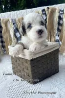 Luma Grace, a female Aussiedoodle and Poodle - Standard  for sale in Columbia City, IN – 3 of 5