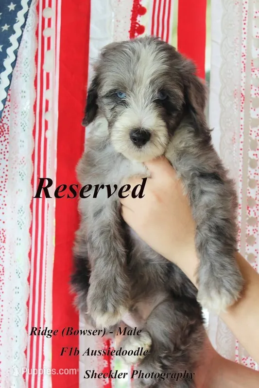 Bowser – Aussiedoodle, Poodle - Standard  puppy on hold in Columbia City, IN
