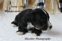 Teeny, a male Aussiedoodle for sale in Columbia City, IN – 3 of 6