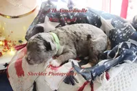 Yoshi, a male Aussiedoodle for sale in Columbia City, IN – 2 of 4
