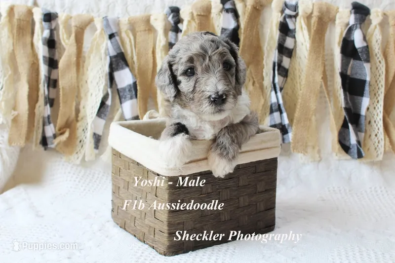 Yoshi – Aussiedoodle puppy for sale in Columbia City, IN