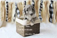 Yoshi, a male Aussiedoodle for sale in Columbia City, IN – 1 of 4
