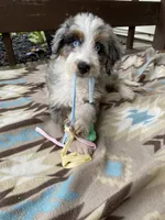 Koopa, a male Aussiedoodle and Poodle - Standard  for sale in Columbia City, IN – 3 of 6
