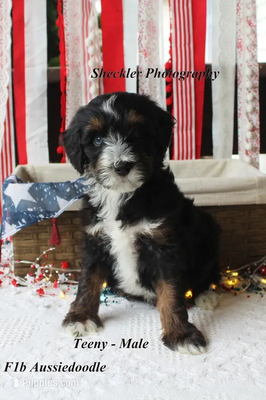 Teeny – Aussiedoodle, Poodle - Standard  puppy for sale in Columbia City, IN