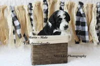 Mario, a male Aussiedoodle for sale in Columbia City, IN – 5 of 5