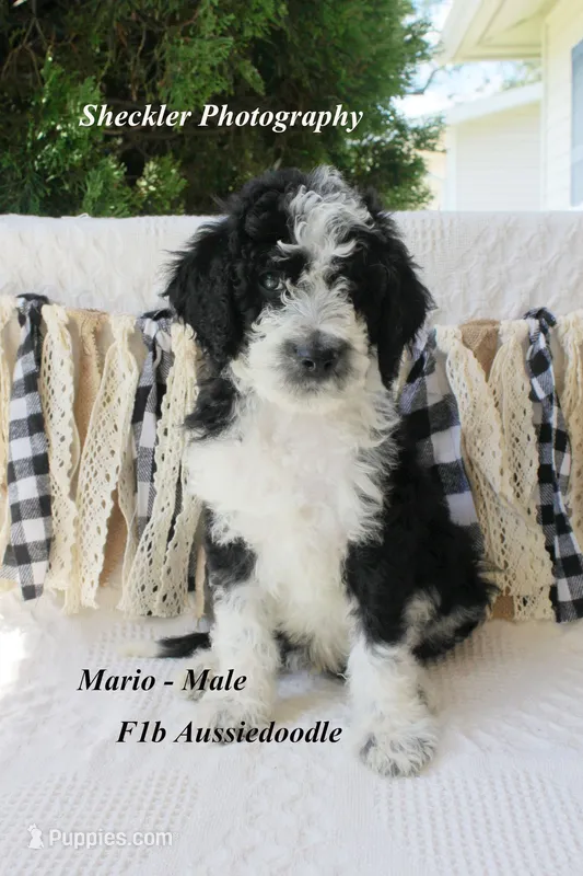 Mario – Aussiedoodle, Poodle - Standard  puppy for sale in Columbia City, IN
