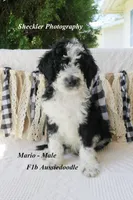Mario, a male Aussiedoodle and Poodle - Standard  for sale in Columbia City, IN – 4 of 10
