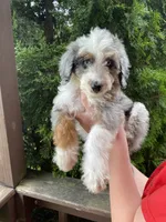 Koopa, a male Aussiedoodle and Poodle - Standard  for sale in Columbia City, IN – 4 of 6