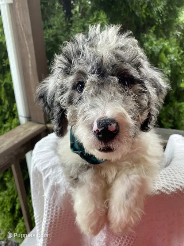King "Boo" – Aussiedoodle, Poodle - Standard  puppy for sale in Columbia City, IN