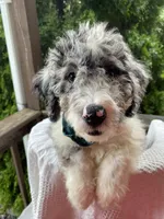 King "Boo", a male Aussiedoodle and Poodle - Standard  for sale in Columbia City, IN – 1 of 10