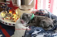 Bowser, a male Aussiedoodle for sale in Columbia City, IN – 5 of 5