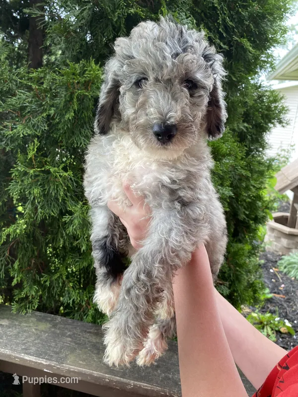 Yoshi – Aussiedoodle, Poodle - Standard  puppy for sale in Columbia City, IN