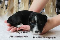 Teeny, a male Aussiedoodle for sale in Columbia City, IN – 2 of 6