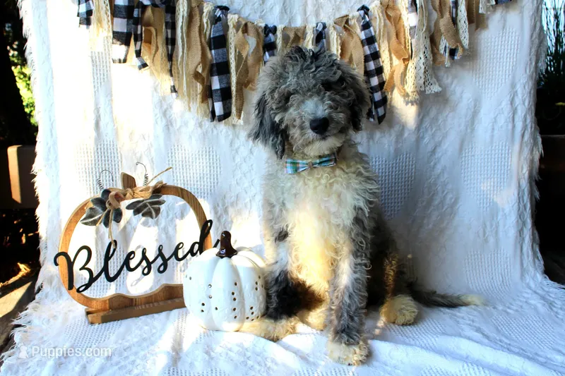 Yoshi – Aussiedoodle, Poodle - Standard  puppy for sale in Columbia City, IN