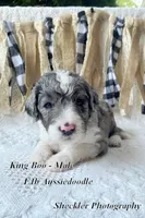 King "Boo", a male Aussiedoodle for sale in Columbia City, IN – 4 of 7