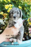 Yoshi, a male Aussiedoodle and Poodle - Standard  for sale in Columbia City, IN – 7 of 9