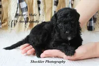 Bullet, a male Aussiedoodle for sale in Columbia City, IN – 2 of 4