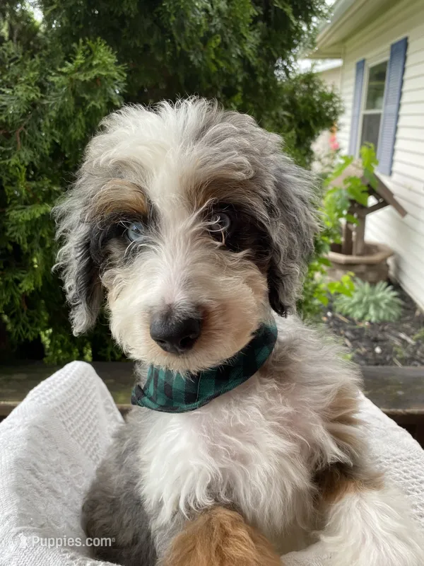 Koopa – Aussiedoodle, Poodle - Standard  puppy for sale in Columbia City, IN