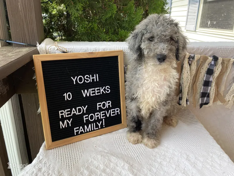 Yoshi – Aussiedoodle, Poodle - Standard  puppy for sale in Columbia City, IN