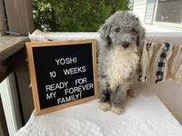 Yoshi, a male Aussiedoodle and Poodle - Standard  for sale in Columbia City, IN – 3 of 9