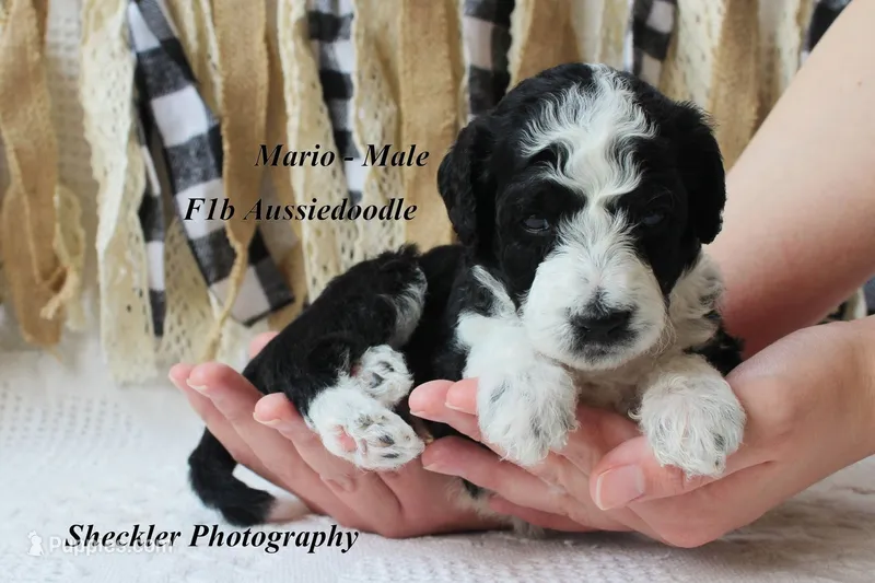 Mario – Aussiedoodle puppy for sale in Columbia City, IN