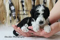 Mario, a male Aussiedoodle for sale in Columbia City, IN – 1 of 5