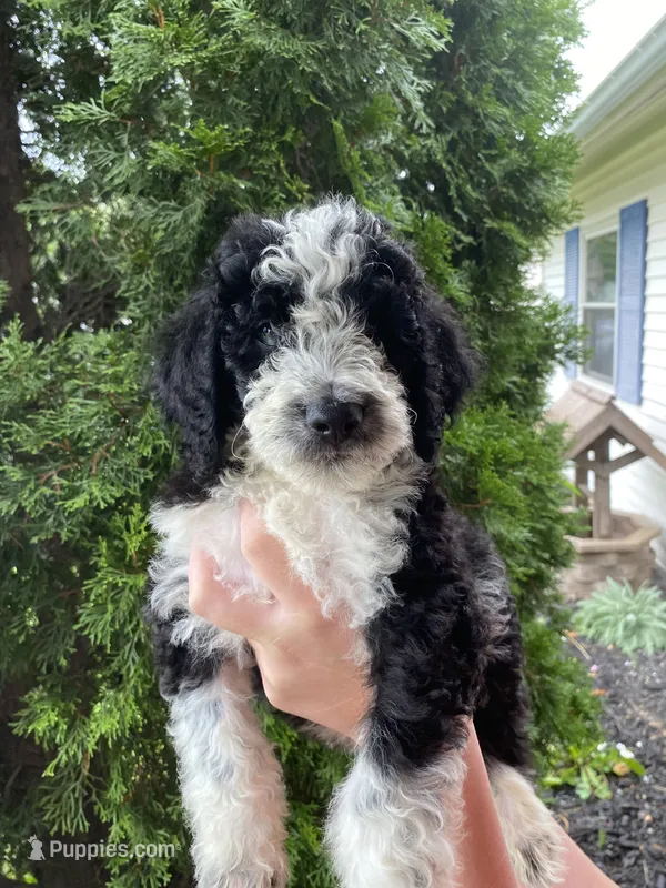 Mario – Aussiedoodle, Poodle - Standard  puppy for sale in Columbia City, IN