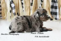 Peach, a female Aussiedoodle for sale in Columbia City, IN – 5 of 5