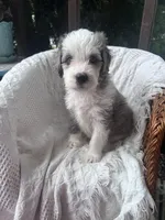 Luma Grace, a female Aussiedoodle and Poodle - Standard  for sale in Columbia City, IN – 5 of 5