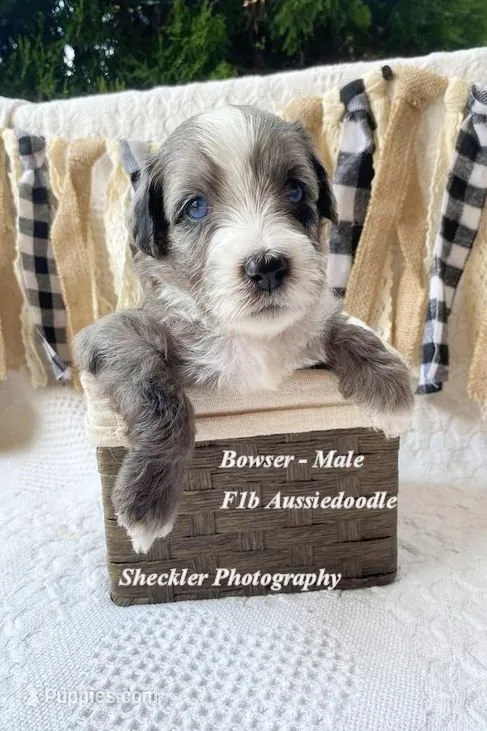 Bowser – Aussiedoodle puppy for sale in Columbia City, IN