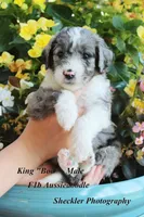 King "Boo", a male Aussiedoodle and Poodle - Standard  for sale in Columbia City, IN – 8 of 10