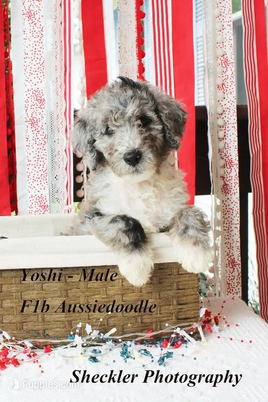 Yoshi – Aussiedoodle, Poodle - Standard  puppy for sale in Columbia City, IN