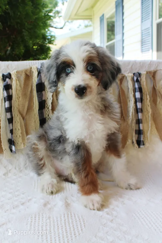 Koopa – Aussiedoodle, Poodle - Standard  puppy for sale in Columbia City, IN