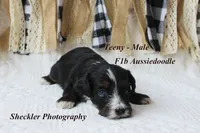 Teeny, a male Aussiedoodle for sale in Columbia City, IN – 5 of 6