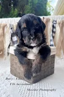 Daisy, a female Aussiedoodle for sale in Columbia City, IN – 2 of 4