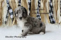 Yoshi, a male Aussiedoodle for sale in Columbia City, IN – 3 of 4