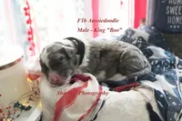 King "Boo", a male Aussiedoodle for sale in Columbia City, IN – 2 of 7