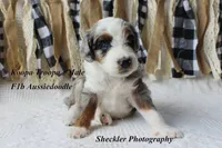 Koopa Troopa, a male Aussiedoodle and Poodle - Standard  for sale in Columbia City, IN – 2 of 8