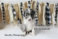 King "Boo", a male Aussiedoodle for sale in Columbia City, IN – 6 of 7