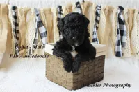 Bullet, a male Aussiedoodle for sale in Columbia City, IN – 1 of 4