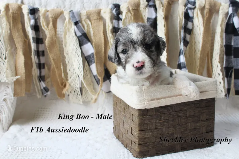 King "Boo" – Aussiedoodle puppy for sale in Columbia City, IN