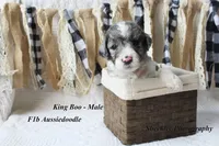 King "Boo", a male Aussiedoodle for sale in Columbia City, IN – 1 of 7