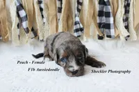 Peach, a female Aussiedoodle for sale in Columbia City, IN – 3 of 5