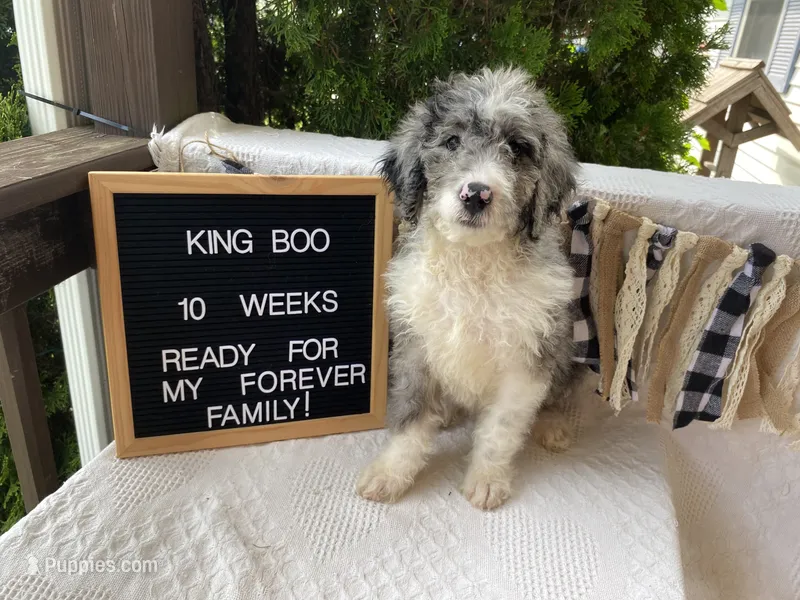 King "Boo" – Aussiedoodle, Poodle - Standard  puppy for sale in Columbia City, IN